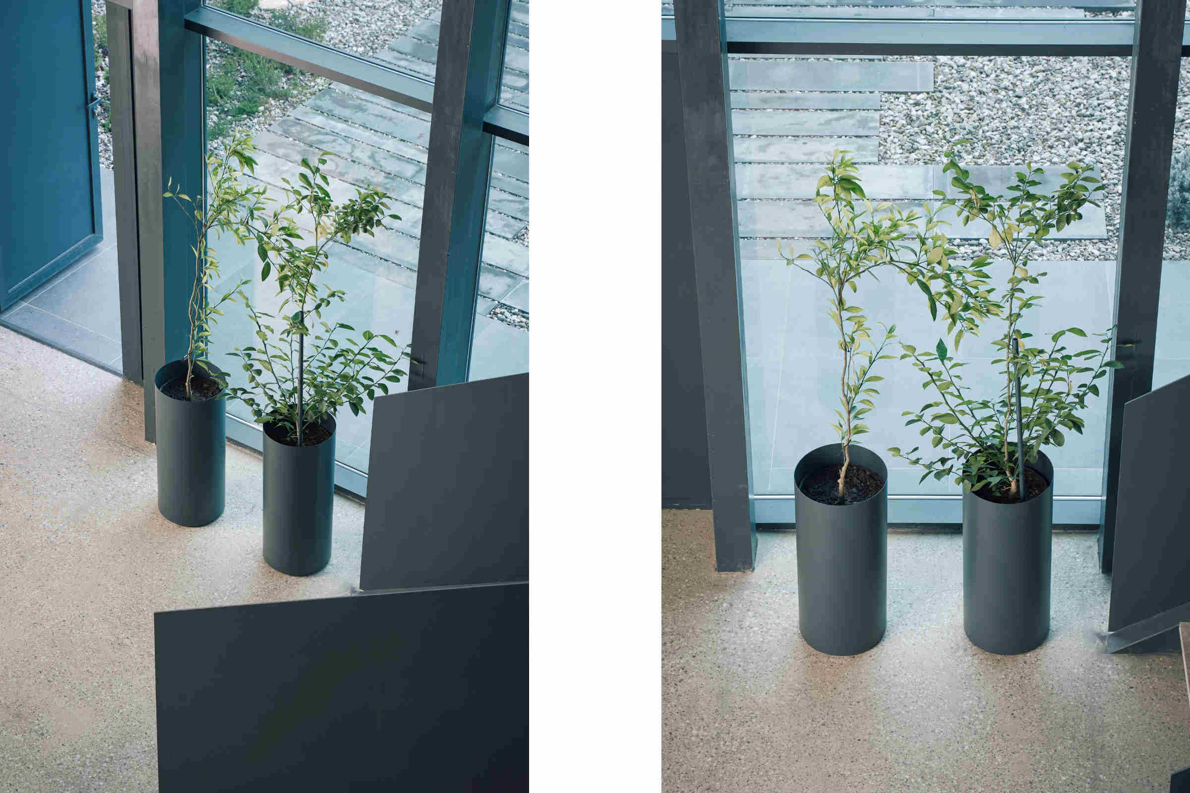 Pflanztopf mit exotischer Pflanze – stilvolle Dekoration